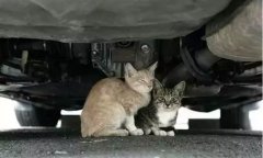 天冷了，開車前記得先喚醒它們！