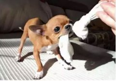  如何阻止狗狗亂咬家具？
