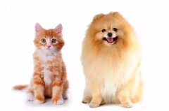 貓咪真的沒有狗狗忠誠嗎？