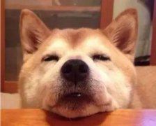 狗狗吃零食有什么注意事項(xiàng)？