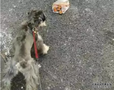<b>狗狗亂撿東西吃怎么辦？——寵物百科知識</b>