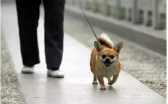 你真會遛狗嗎？-遛狗的過程中需要注意的一些問