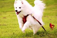 狗狗教會(huì)我們的人生道理，你做到了嗎？