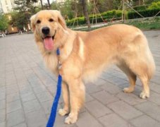 狗狗的品種，居然暴露了你的性格？