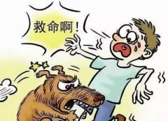 如遇惡犬咬人該怎么辦？這些知識也許能救命！