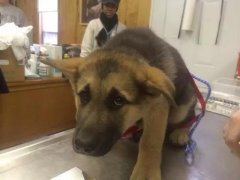 狗狗這么信任你，你怎么可以騙狗狗？！