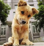 你眼中的土狗，它是我的家人！