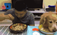 如果你家也有只吃貨狗狗，這點(diǎn)一定要注意！