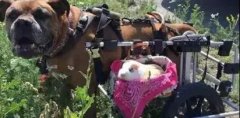 動物間沒有真感情？這只狗狗表示不服！