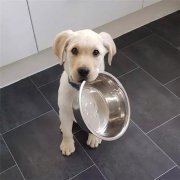 到了飯點(diǎn)不喂狗，你可知道后果的嚴(yán)重性？