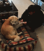 和狗狗說話恰恰說明你很聰明！