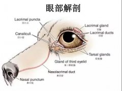狗狗眼里常含淚水，是為愛感動嗎？