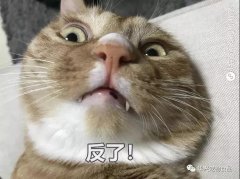 為何貓咪不喜被主人親吻？華興寵物食品