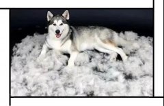 毛質(zhì)差、過度脫毛？華興重磅推出犬美毛處方糧