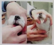 狗狗喂藥小技巧！ 華興寵物食品