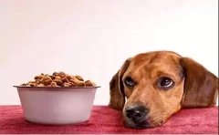 狗狗不想吃狗糧的原因有哪些？ 華興寵物食品