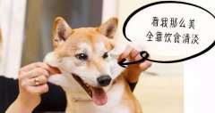 重口味的狗狗愛啃腳？注意！這可能不是怪癖而