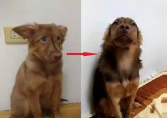 狗知道自己是狗嗎？