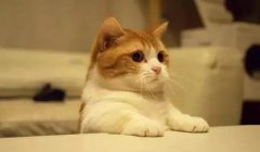 貓這種動物，一旦碰上，就再也戒不了了 華興寵