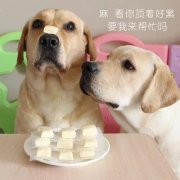 狗狗是否需要補鈣？補鈣應注意什么？ 華興寵物