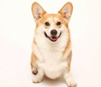 小型犬有非常特殊的需求需要特別照顧,你知道嗎？