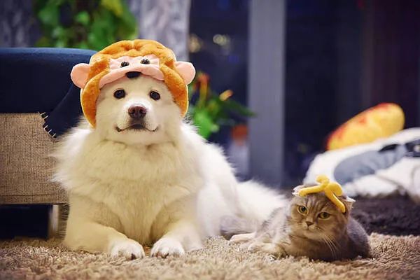 過年啦，家里的貓貓狗狗你是怎么安排的呢？快來看看