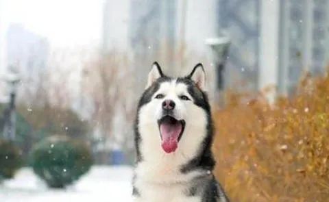 狗狗愛叫怎么辦？這六招，教給你
