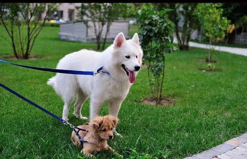 為什么有的狗狗喜歡挖坑？
